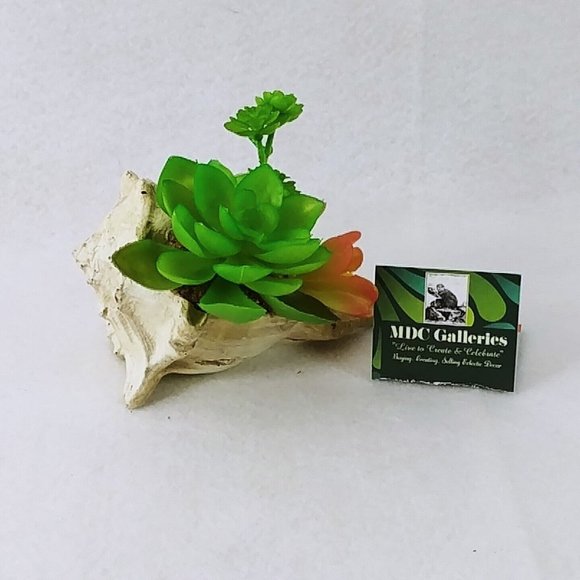 Seashell Succulent Waterproof Botanical Arrangement Beach Lake Cabin Decor 5" - Picture 7 of 7